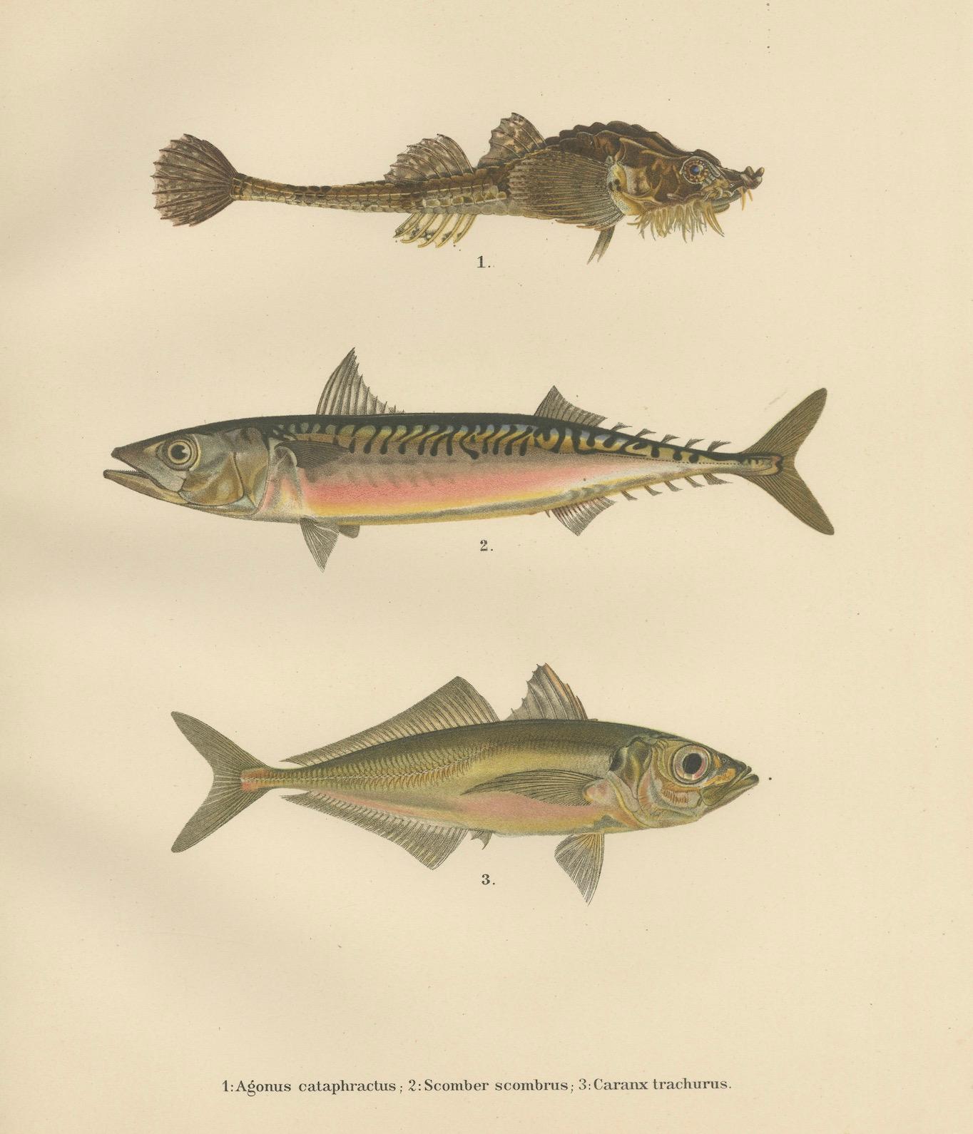Wappender Stierkopf, Atlantic Mackerel und Pferd Mackerel – Außergewöhnliches 1895 Fischlithho mit Wappen im Angebot 1