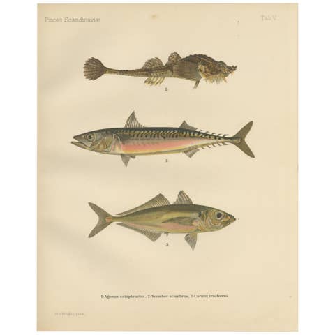 Armored Bullhead, Atlantic Mackerel and Horse Mackerel - Amazing 1895 Fish Litho