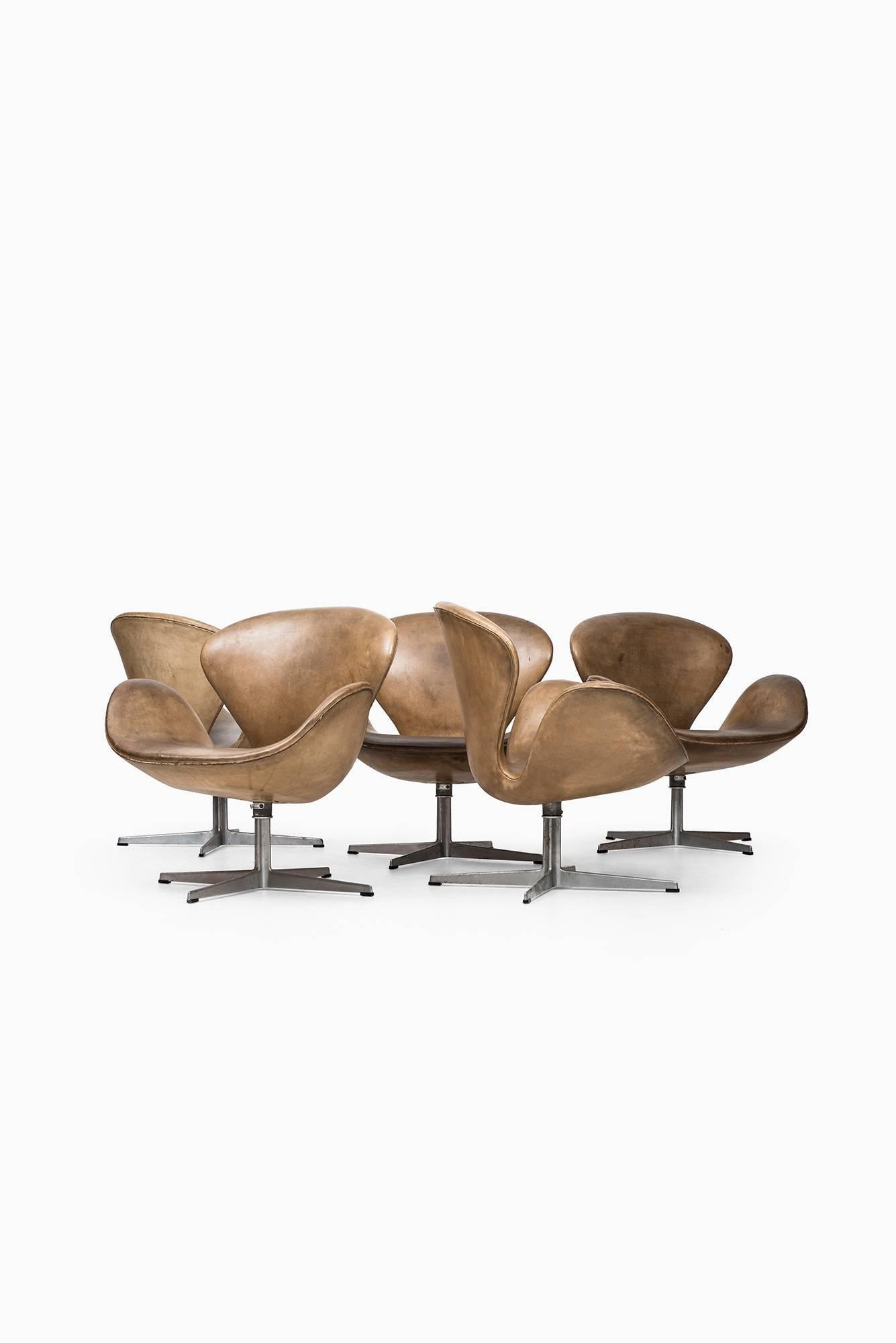 Rare set of five early easy chairs model 3320 / Swan designed by Arne Jacobsen. Produced by Fritz Hansen in Denmark.