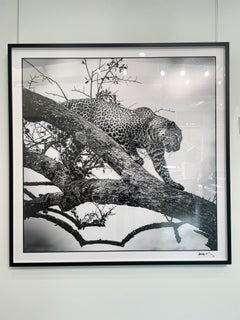 BWLE01 Leopard Photography by Arno Elias
