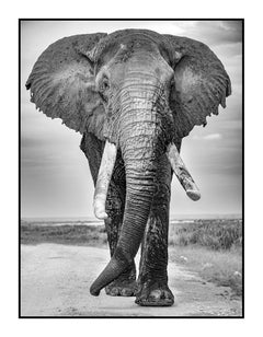 Éléphant - Grande photographie d'Arno Elias BWE02