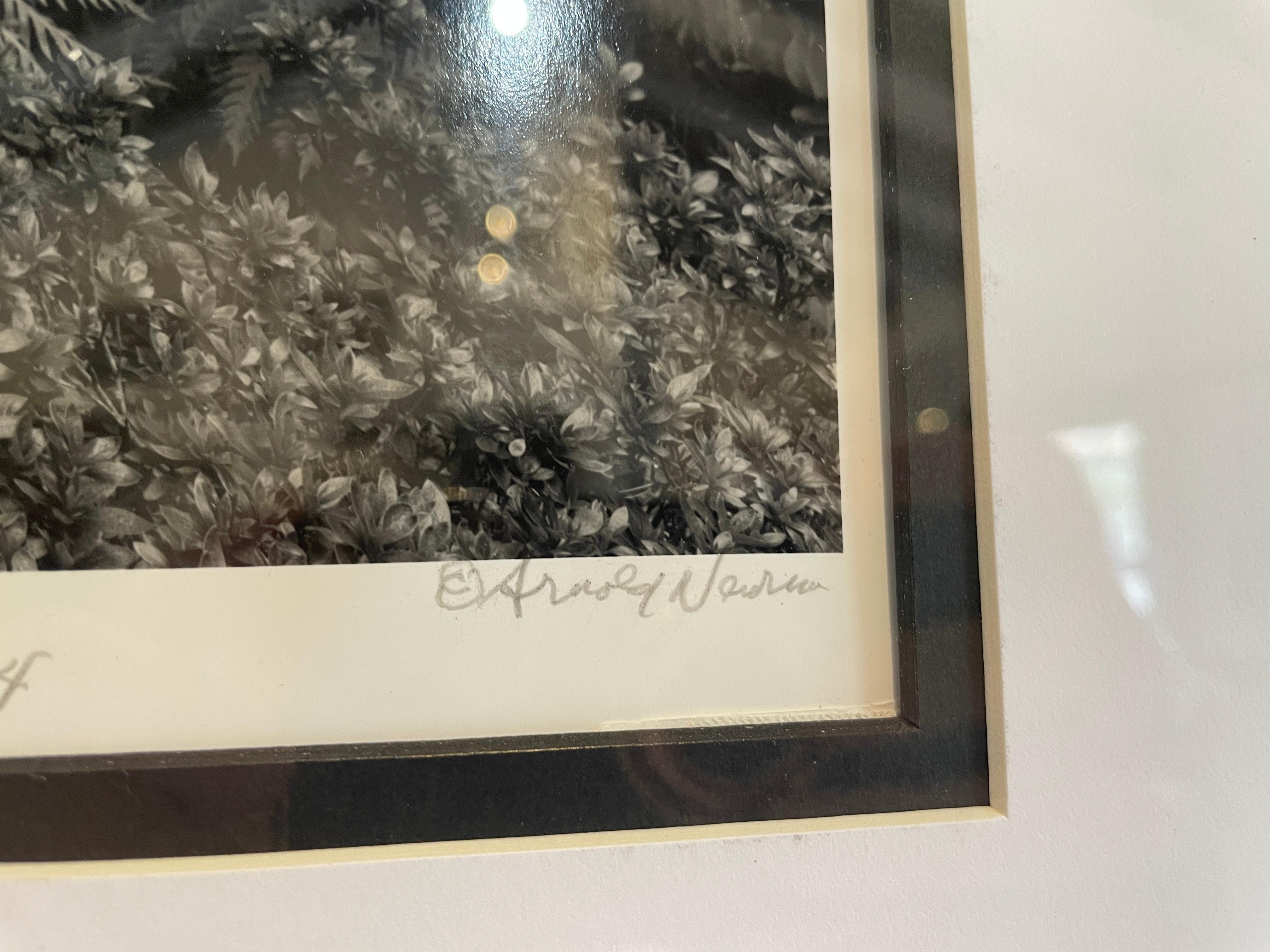 This is an original silver gelatin photograph. 
Inscribed by Arnold Newman 'For Arthur - All our lives together with love, Arnold 1918, now 2004.
Great condition. Loose Print in corners.