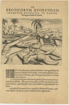 Aromatic Treasures of the Indies: The Enchanting Scents of De Bry’s Collection