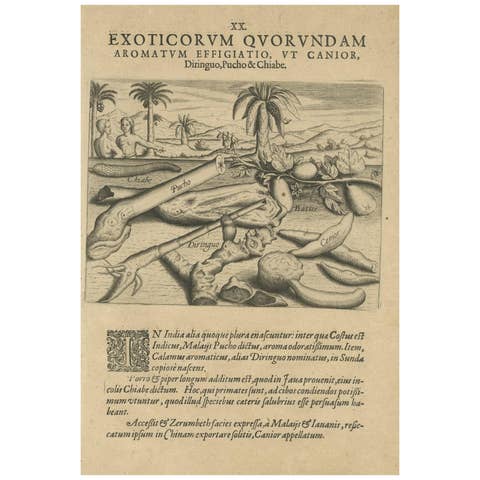 Aromatic Treasures of the Indies: The Enchanting Scents of De Bry’s Collection