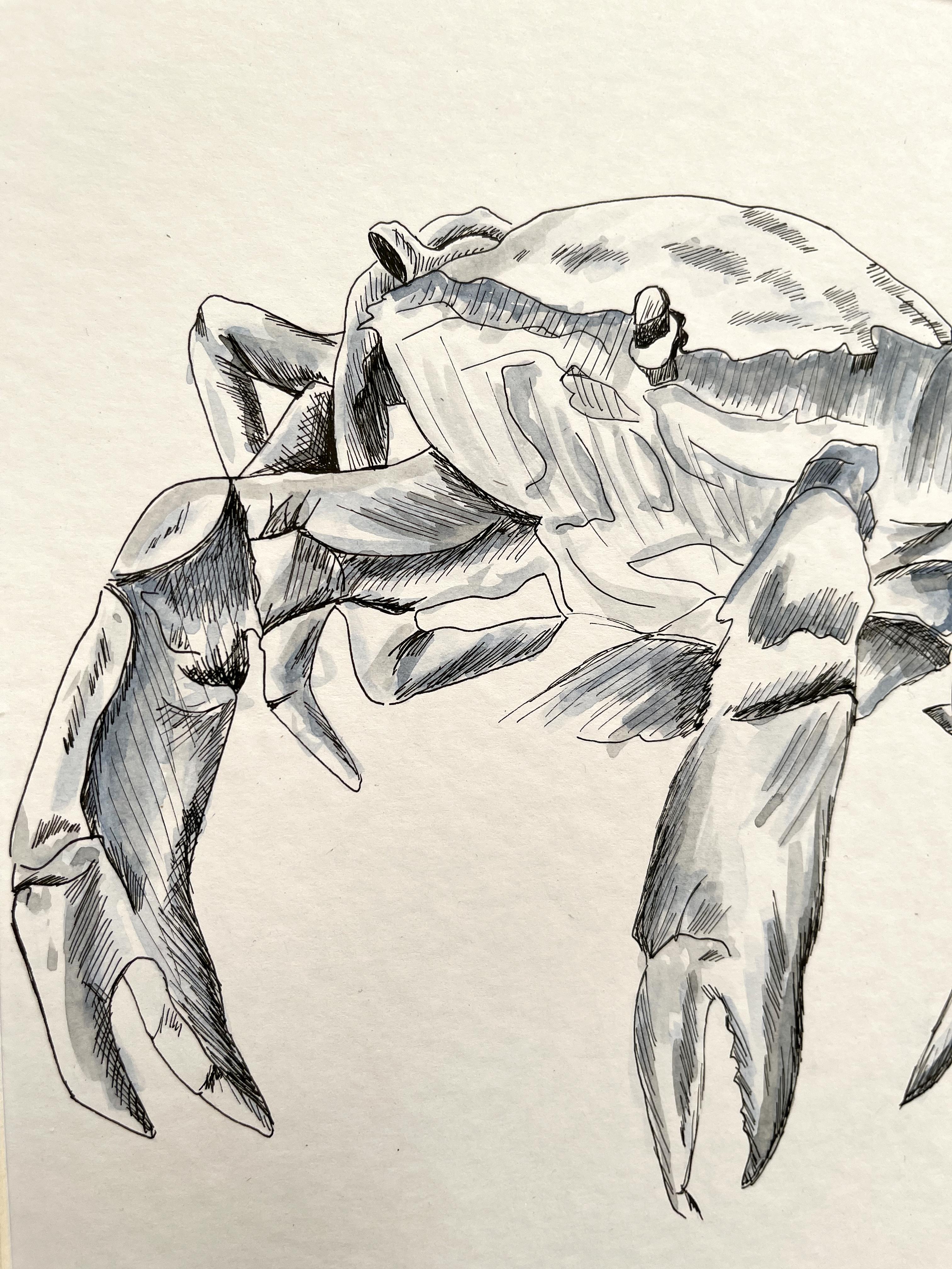 Crabwise. Magnifique peinture d'animaux à l'aquarelle - Océan - Contemporain Painting par Arozarena De La Fuente