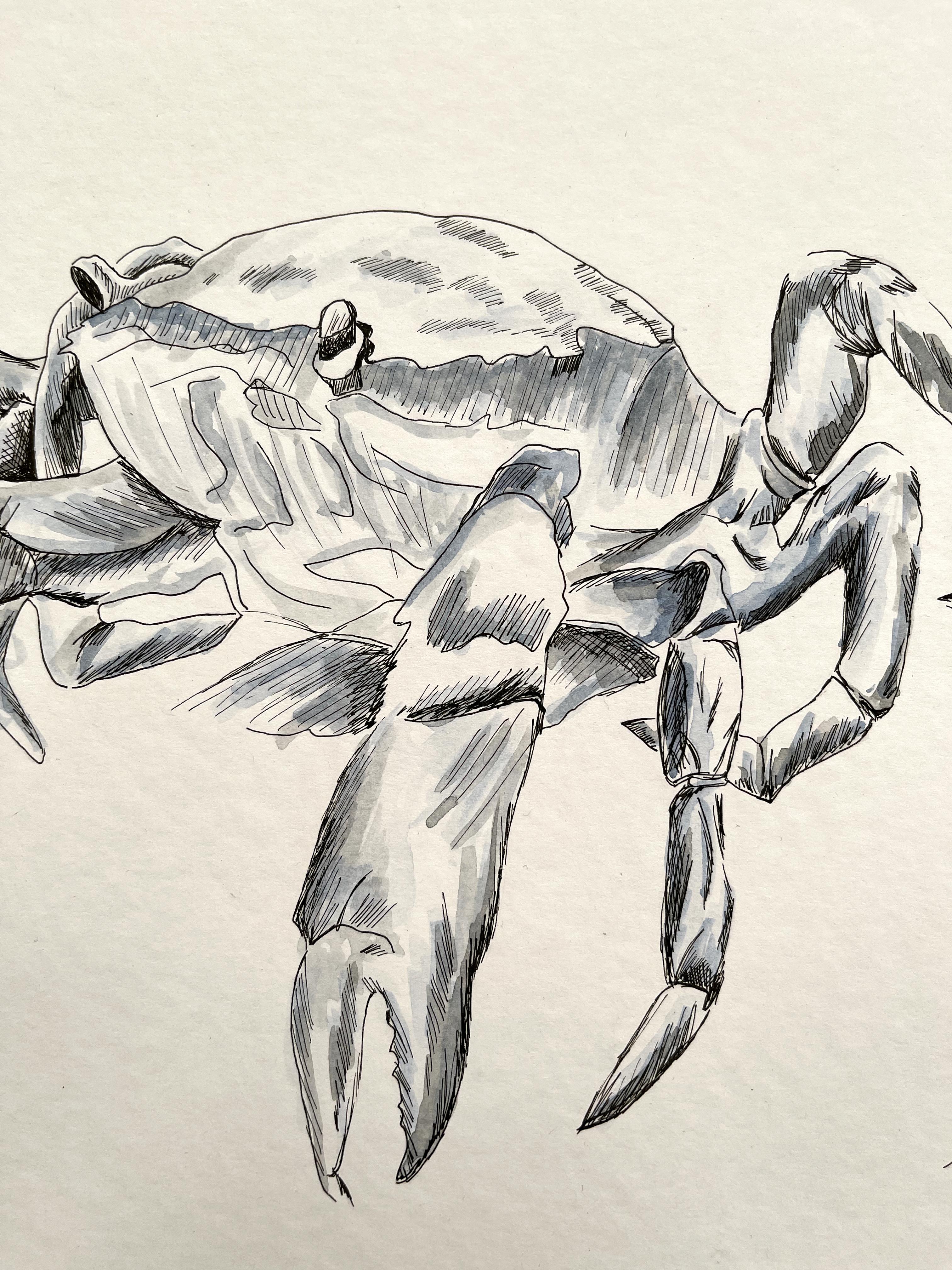 Crabwise. Magnifique peinture d'animaux à l'aquarelle - Océan en vente 1