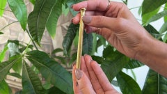 Portaminas Art Decó Wahl Eversharp de oro amarillo macizo de 18 quilates