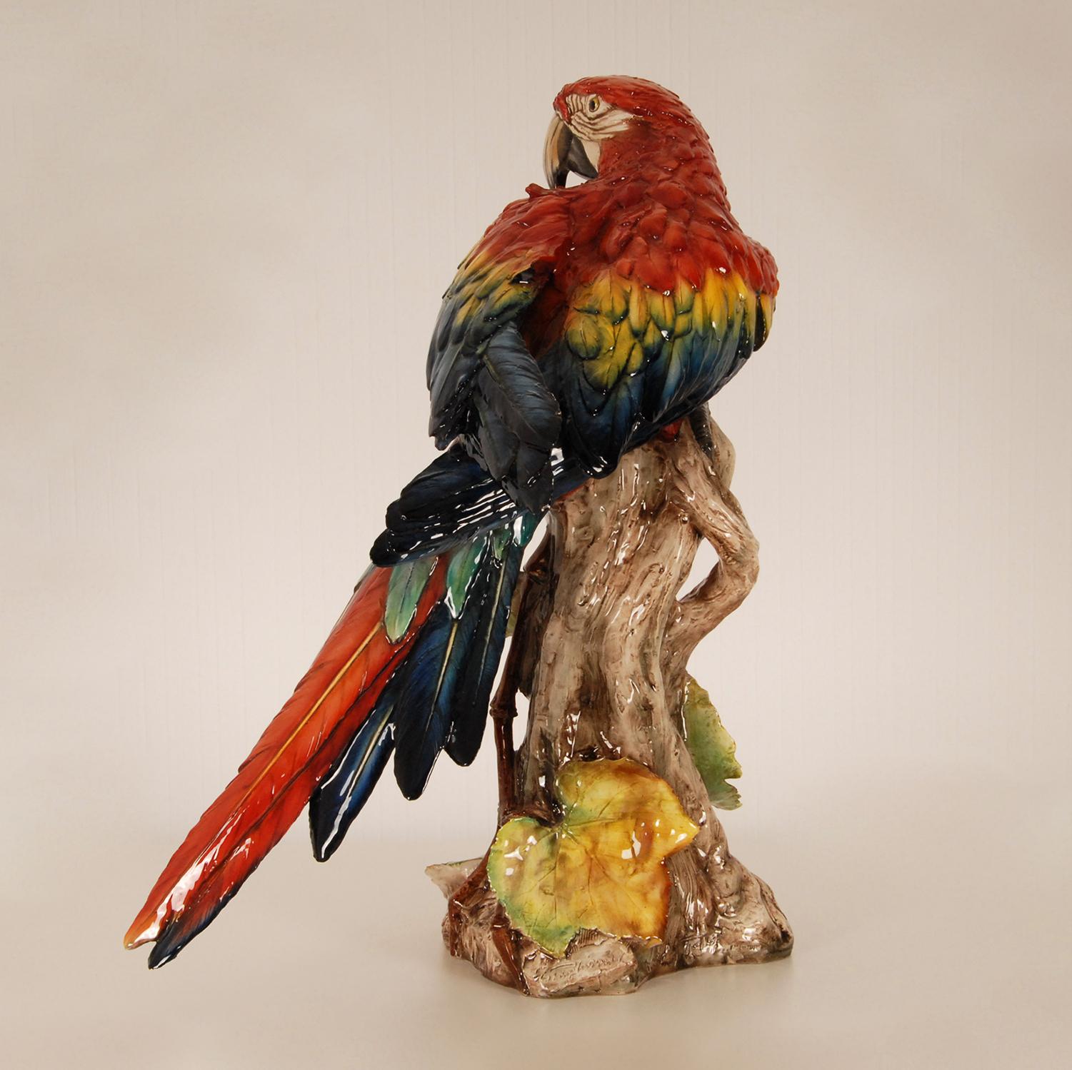 macaw origin