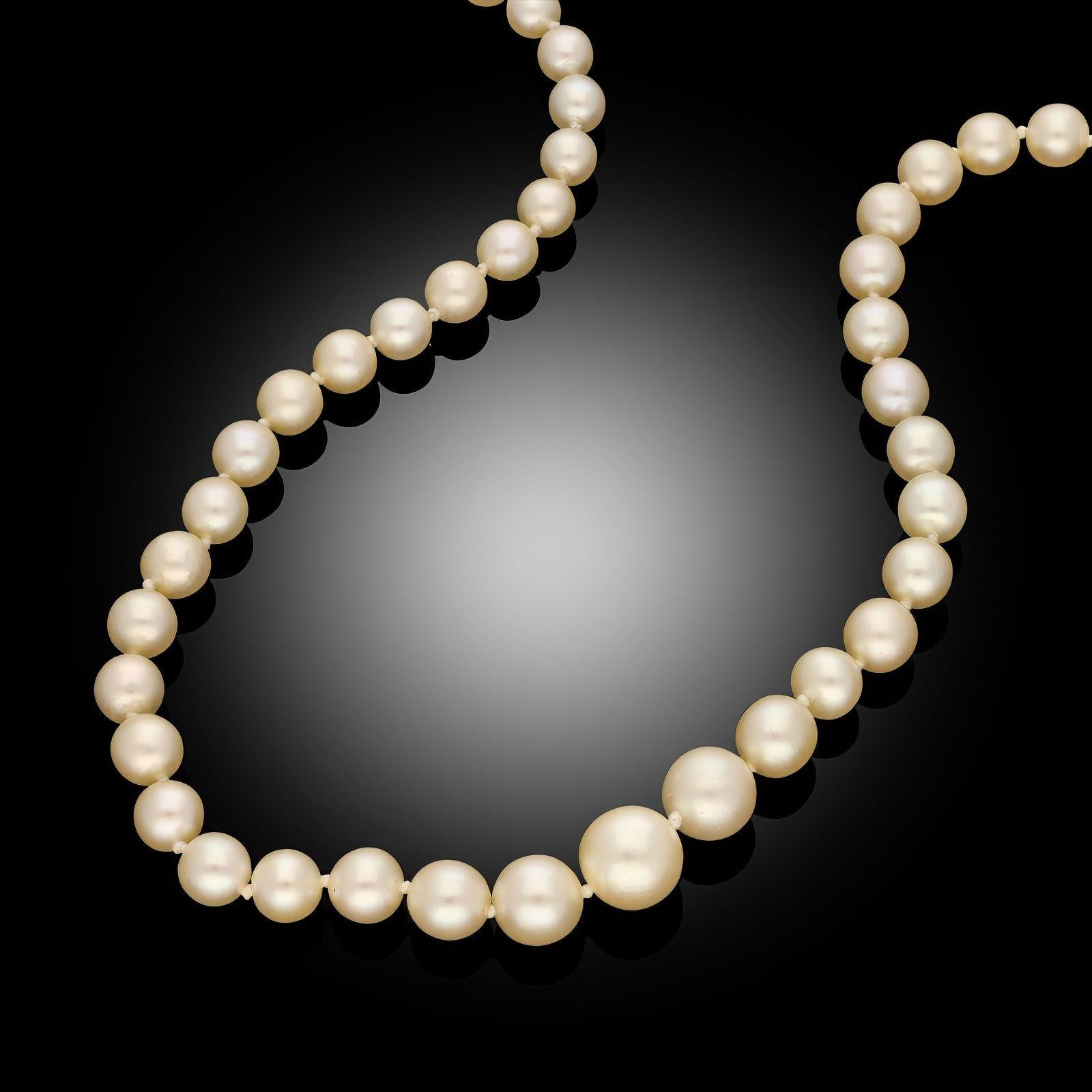 A natural pearl necklace with a sapphire & diamond clasp, c.1925. The necklace is a single row of cream natural saltwater pearls which graduate in size, tapering towards the back and hand knotted between each pearl. The necklace fastens with a