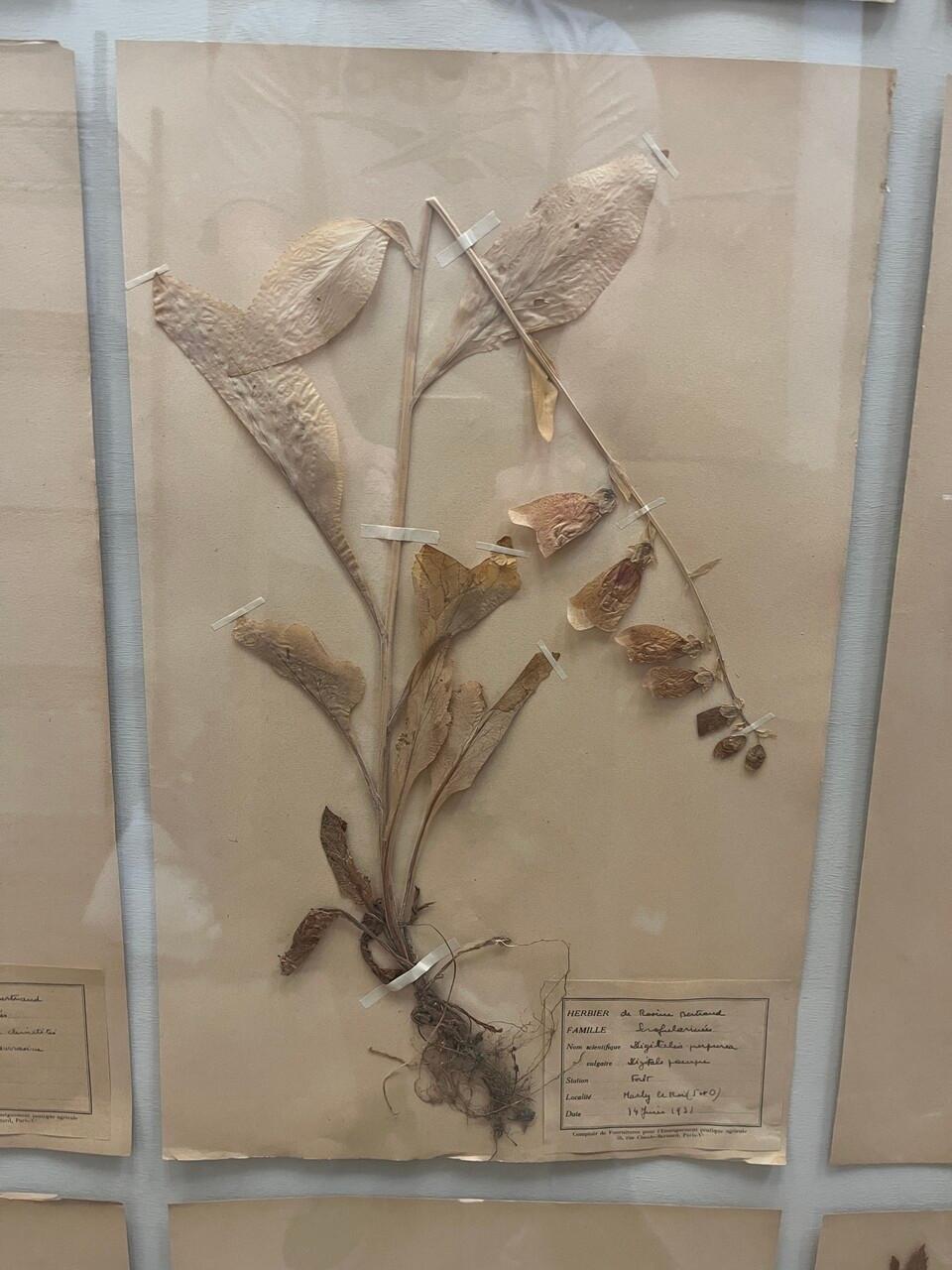 Art Deco Set of 9 Framed Pressed Botanicals For Sale 3