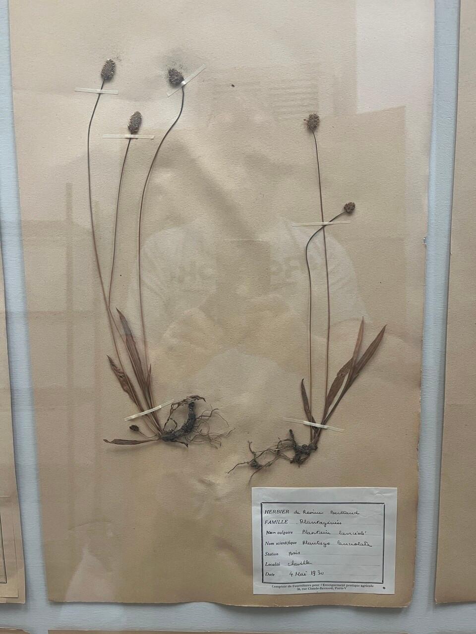 Organic Modern Art Deco Set of 9 Framed Pressed Botanicals For Sale