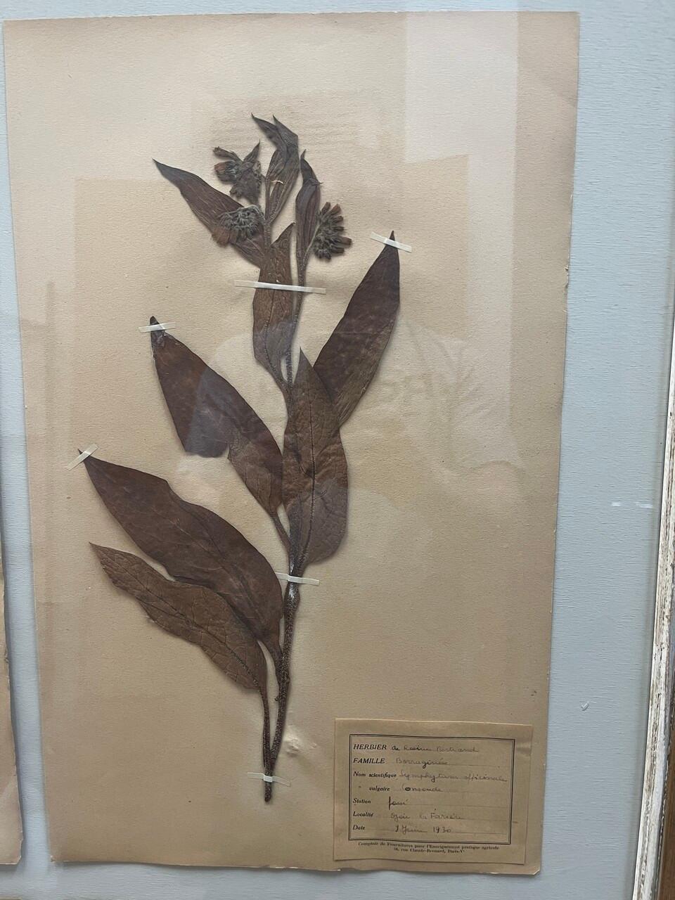 French Art Deco Set of 9 Framed Pressed Botanicals For Sale