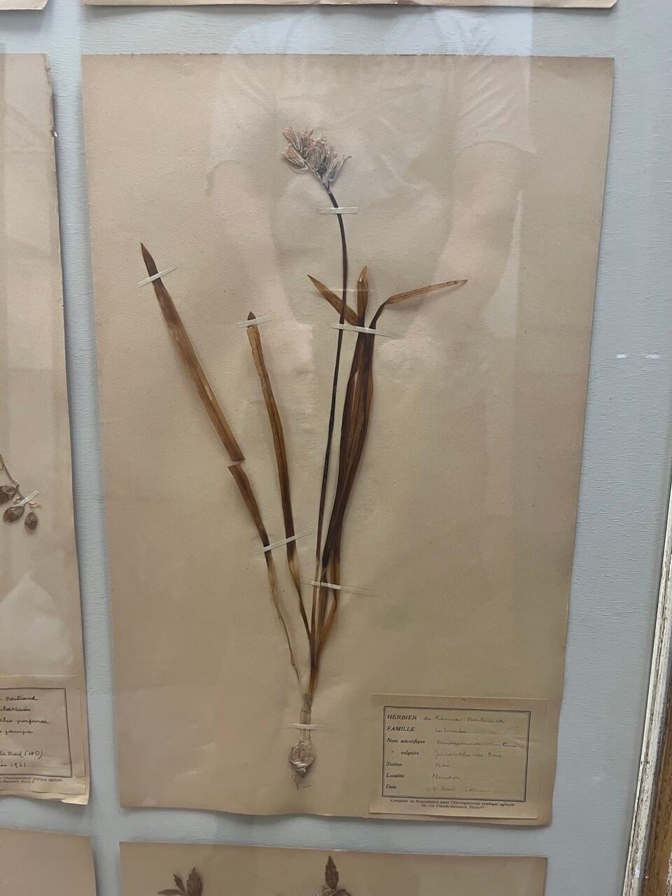 Art Deco Set of 9 Framed Pressed Botanicals In Good Condition For Sale In Houston, TX