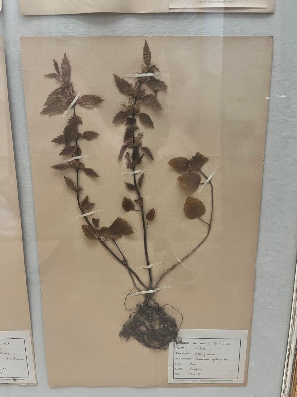 20th Century Art Deco Set of 9 Framed Pressed Botanicals For Sale