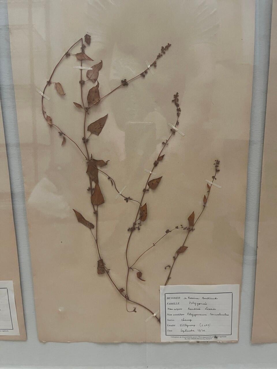 Wood Art Deco Set of 9 Framed Pressed Botanicals For Sale