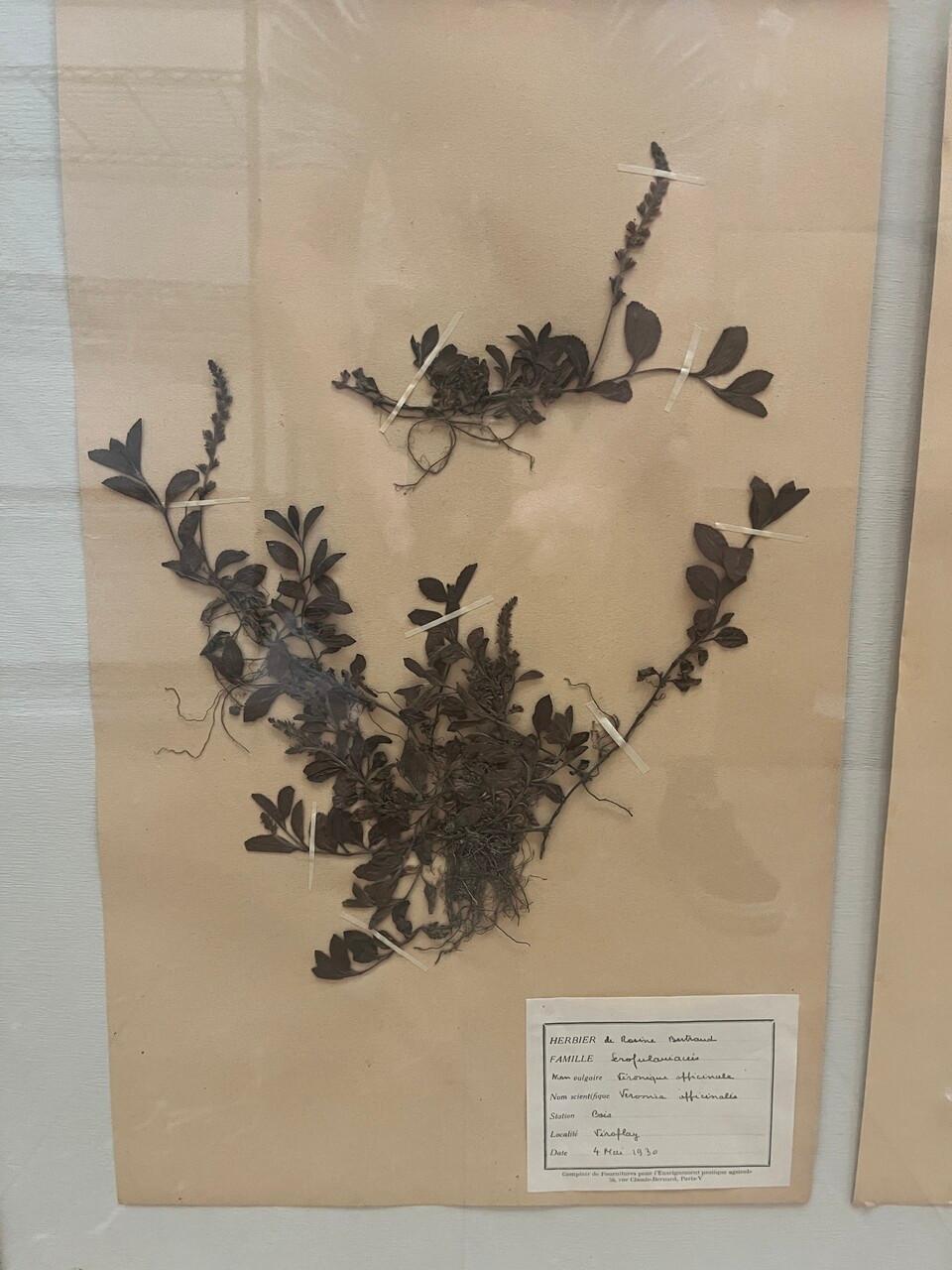 Art Deco Set of 9 Framed Pressed Botanicals For Sale 1