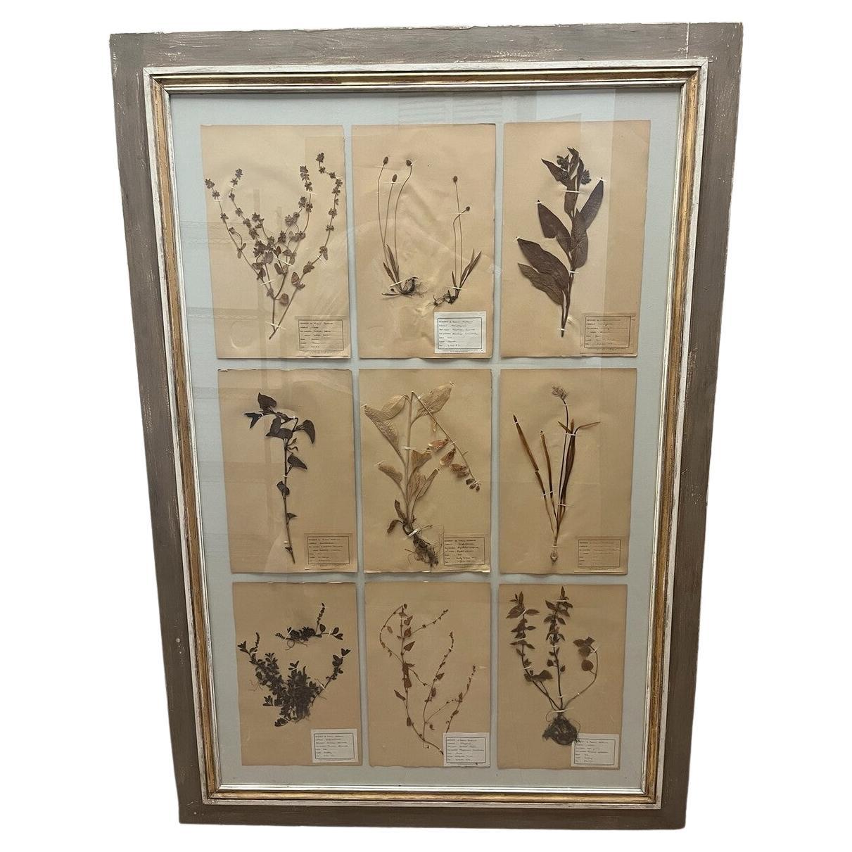 Art Deco Set of 9 Framed Pressed Botanicals For Sale