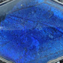 Art Deco Sterling Silver and Blue Butterfly Wing Brooch by Thomas Mott
