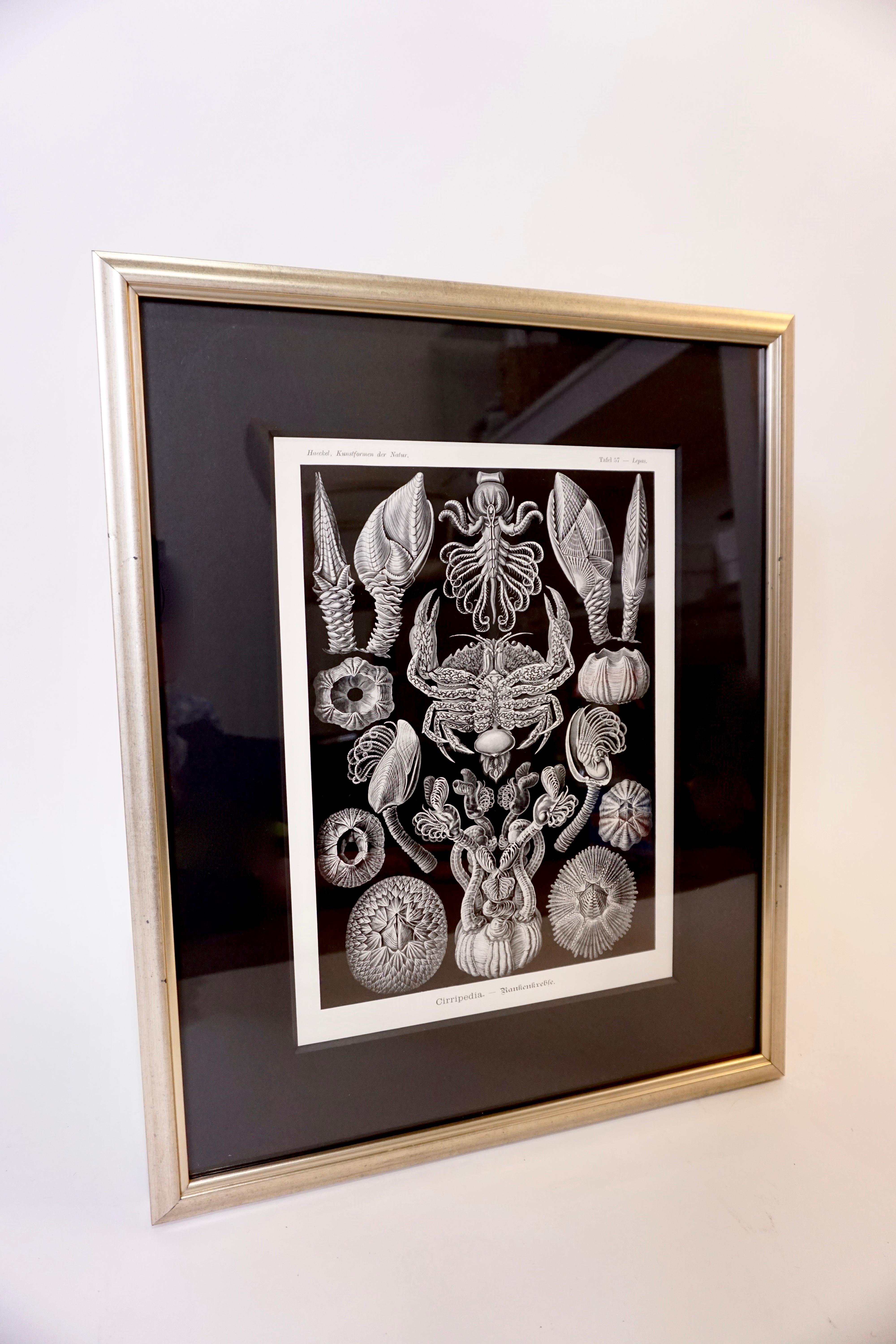 Original print from German zoologist Ernst Haeckel's book Art Forms of Nature (1899). Print is showcased in a silver frame with a black mat.

Dimensions:
Width: 15 in
Height: 18.5 in
Depth: 1 in.