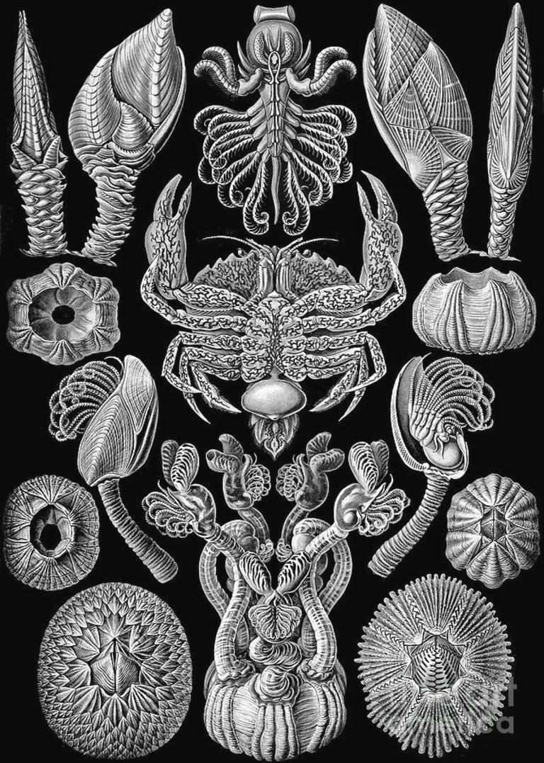 Art Forms of Nature by Ernst Haeckel, Cirripedia In Good Condition For Sale In Dallas, TX