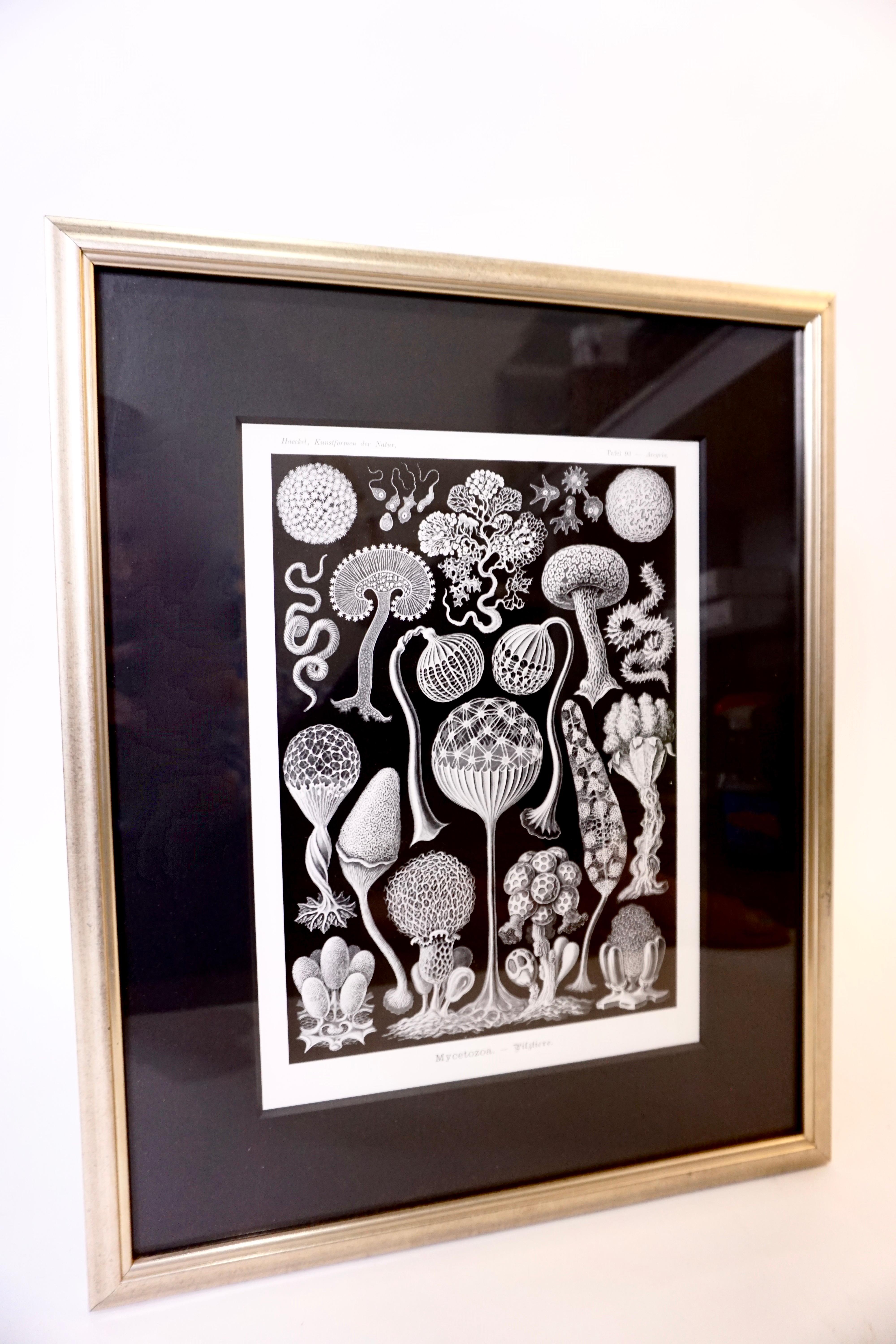 Produced between 1899-1904, German zoologist Ernst Haeckel's lithographs marine biological illustrations are as detailed as they are charming. Displayed in silver frames on black mats, these are eye-catching whether displayed as a single or as a