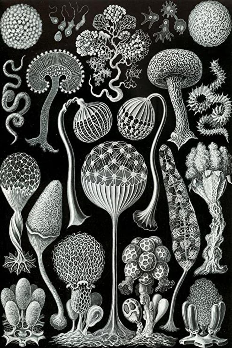 German Art Forms of Nature by Ernst Haeckel, Mycetozoa For Sale