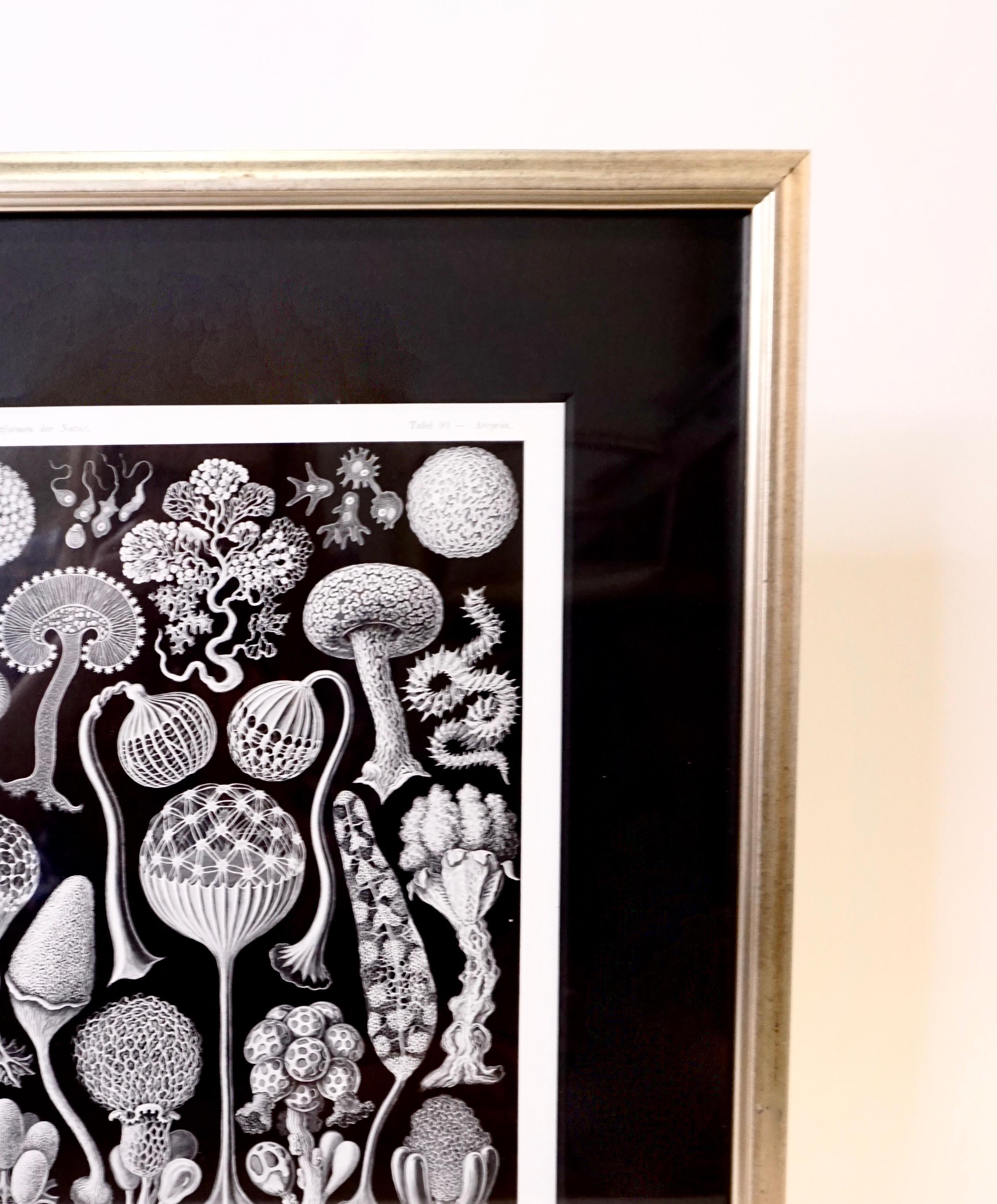 Art Forms of Nature by Ernst Haeckel, Mycetozoa In Good Condition For Sale In Dallas, TX