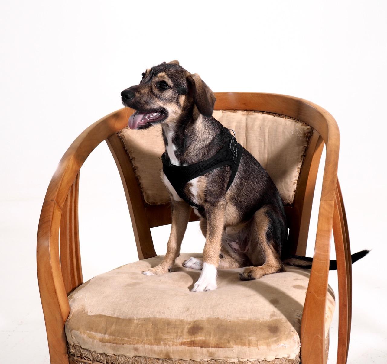 Fruitwood Art Nouveau Armchairs, circa 1905 For Sale