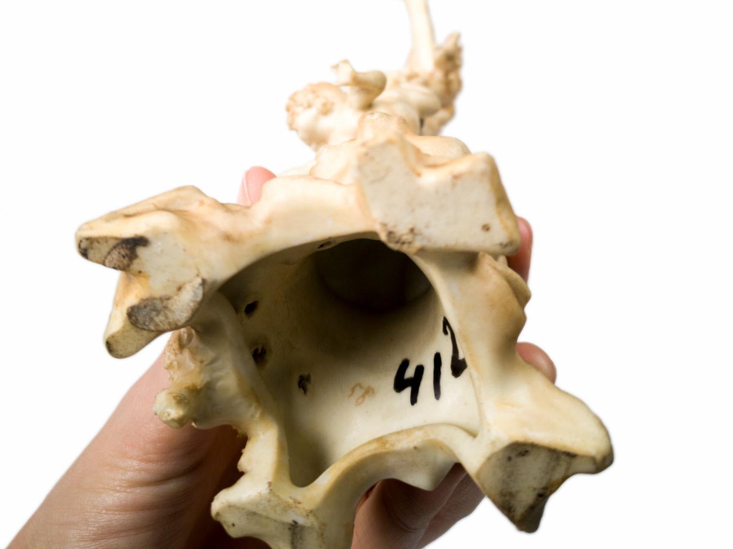 Statua in porcellana Art Nouveau Fortuna Dea Tyche, XX secolo in vendita 2