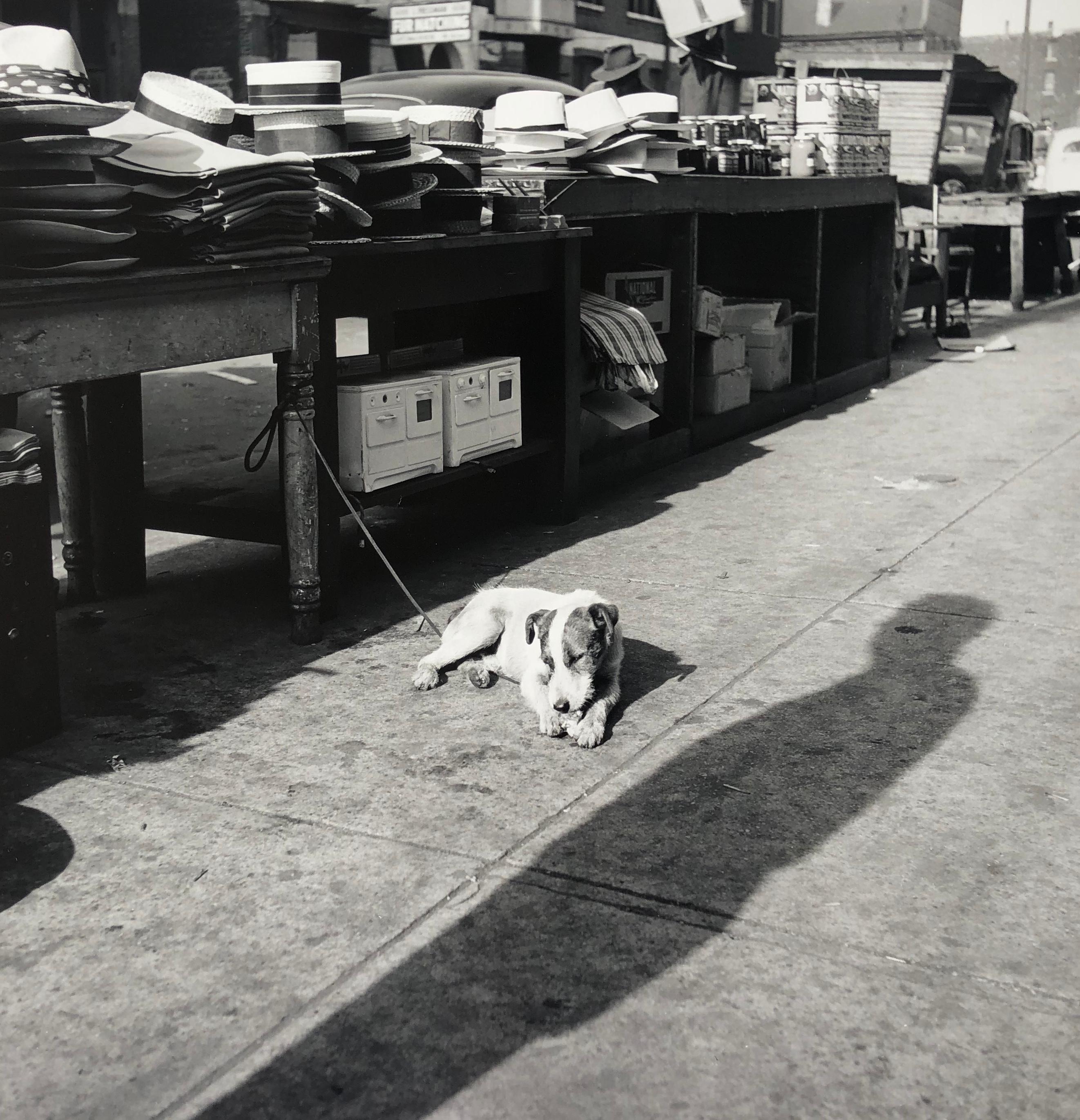 Le chien de Maxwell Street, photographie de rue noire et blanche, Chicago, 1953 par Art Shay en vente 1