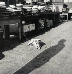 Maxwell Street Dog, Black & White Street Photography, Chicago, 1953 by Art Shay