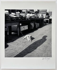 Dog Maxwell Street circa 1949, photo signée