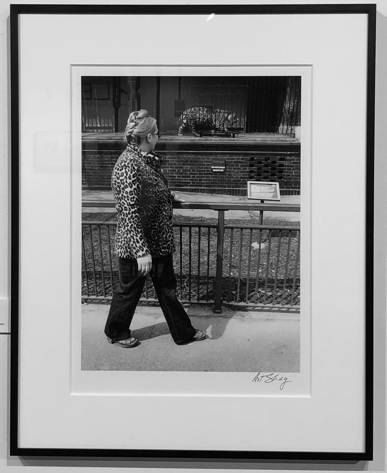 Two Leopards Spotted, Chicago 1974, Brookfield Zoo, Signed and Framed. - Photograph by Art Shay