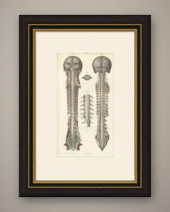 Arteries of the Brain and Spinal Cord, Hirschfeld Double Folding Plate, 1866