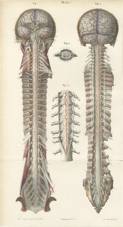 Arteries of the Brain and Spinal Cord, Hirschfeld Double Folding Plate, 1866