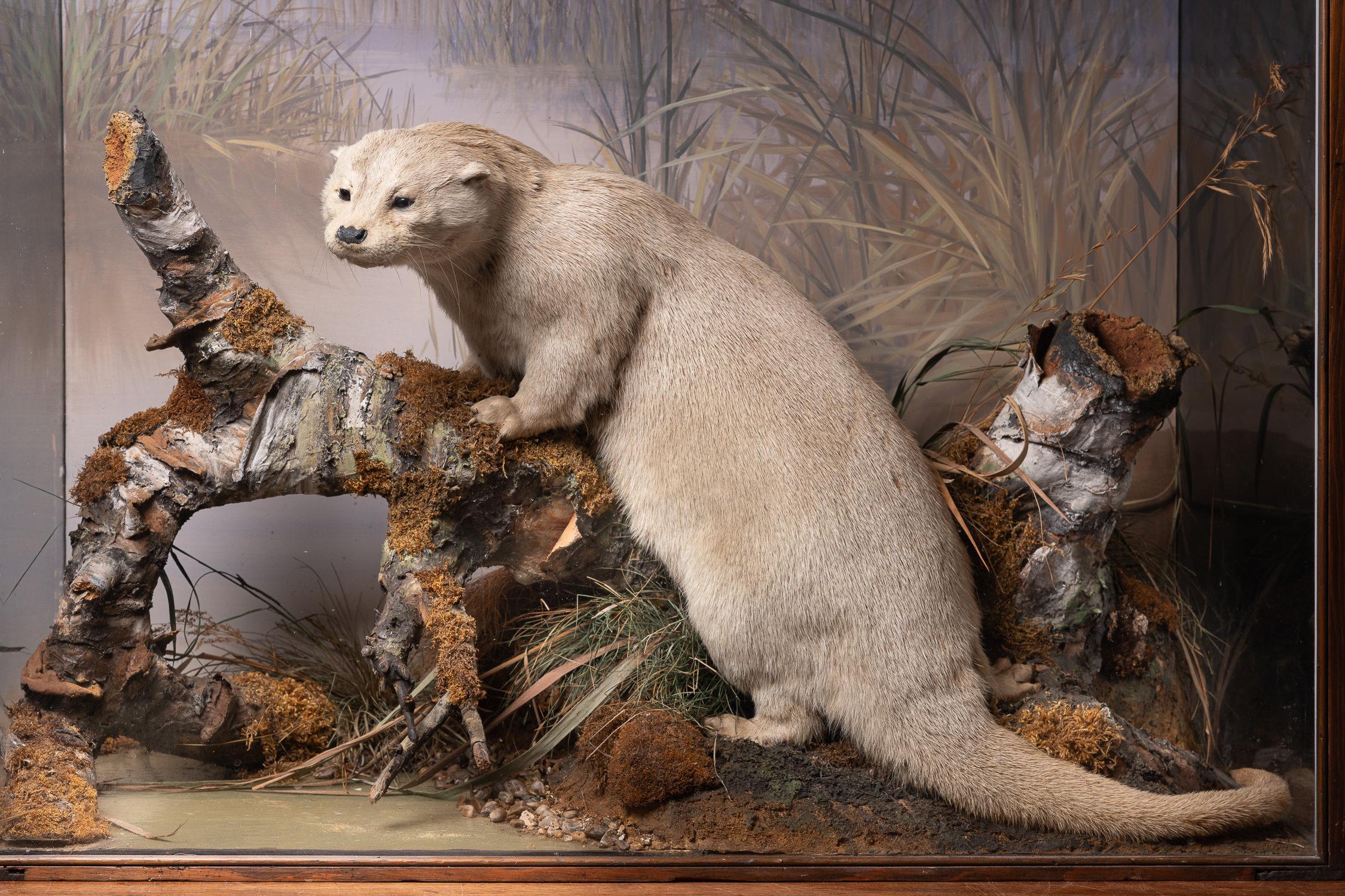 meerkat diorama
