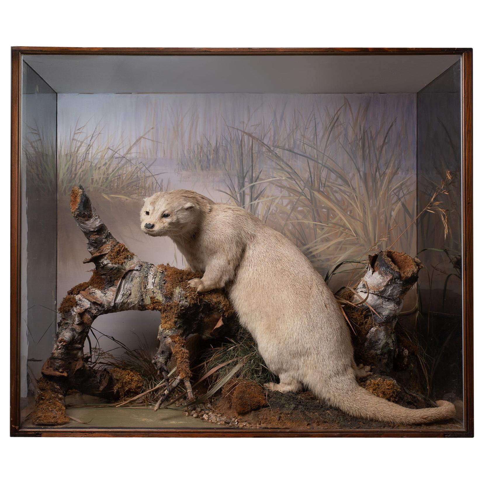 Artful Diorama with Full Mount European Otter 'Lutra Lutra' by Peter Spicer