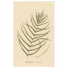 Artfully Handcolored Lithograph of Ferns of Indonesia 'Polypodium', 1829