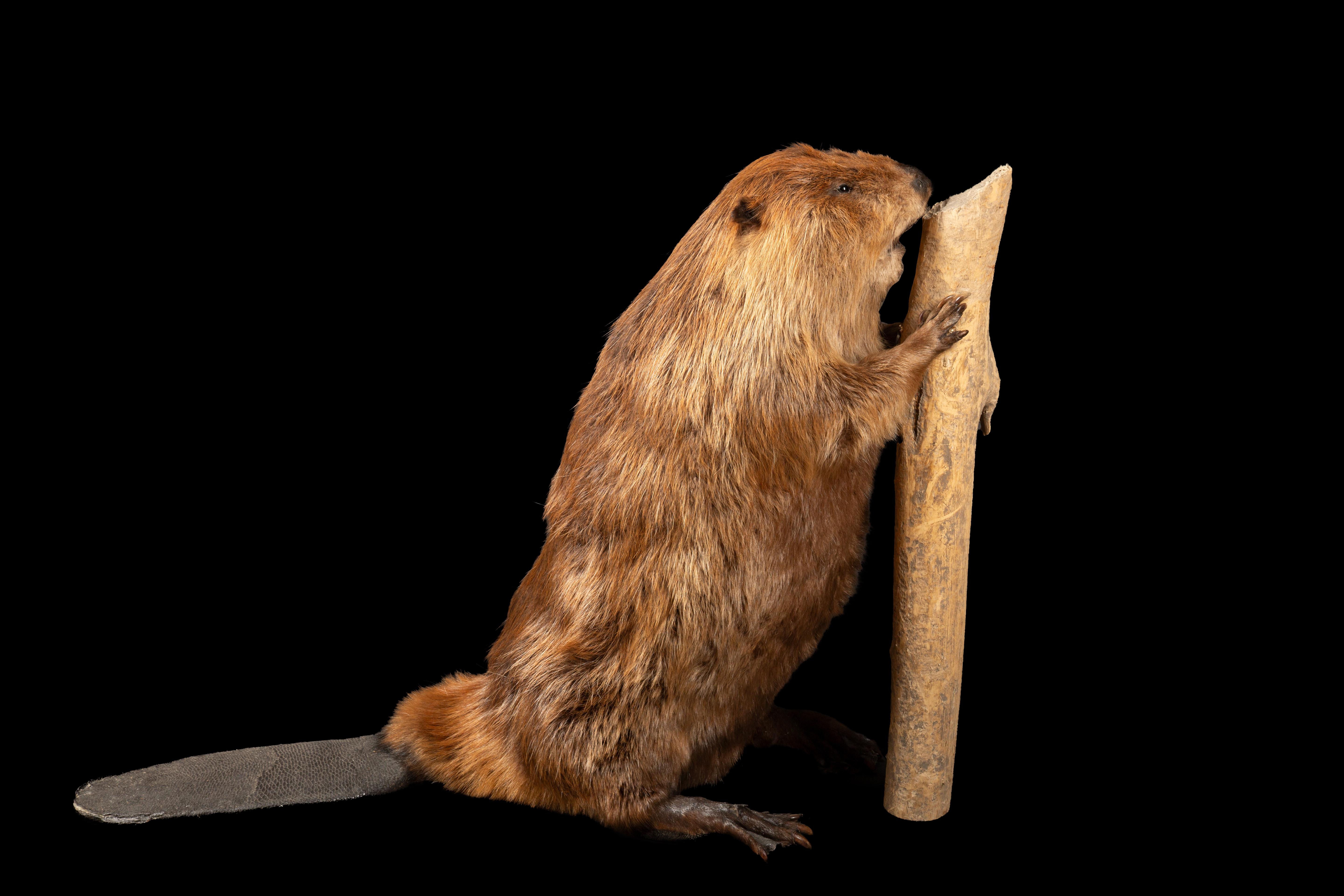 Meticulously crafted North American beaver taxidermy display, showcasing this iconic mammal in a lifelike and engaging pose. Our skilled taxidermists have expertly captured the essence of a North American beaver in its natural habitat, depicted