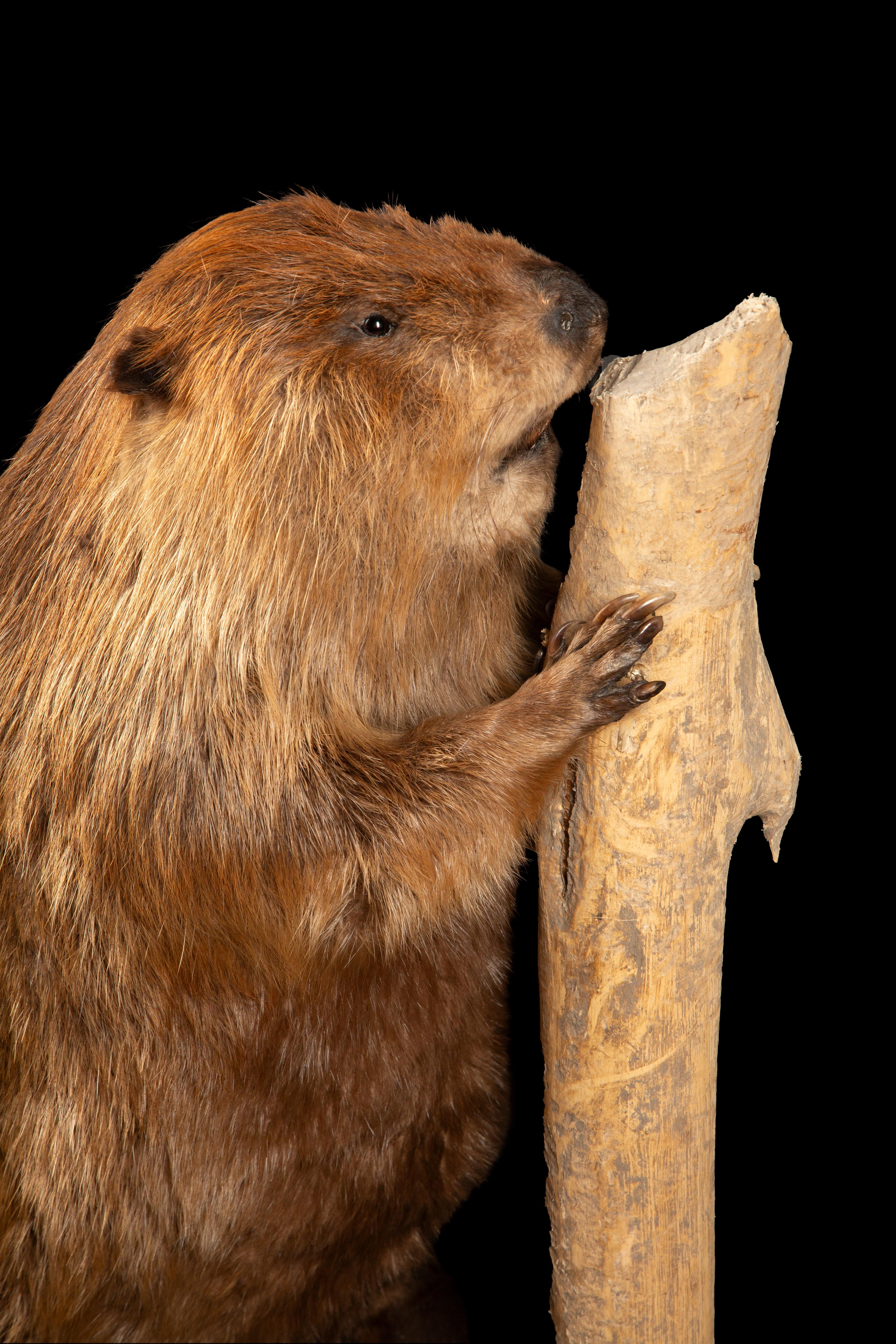 beaver taxidermy