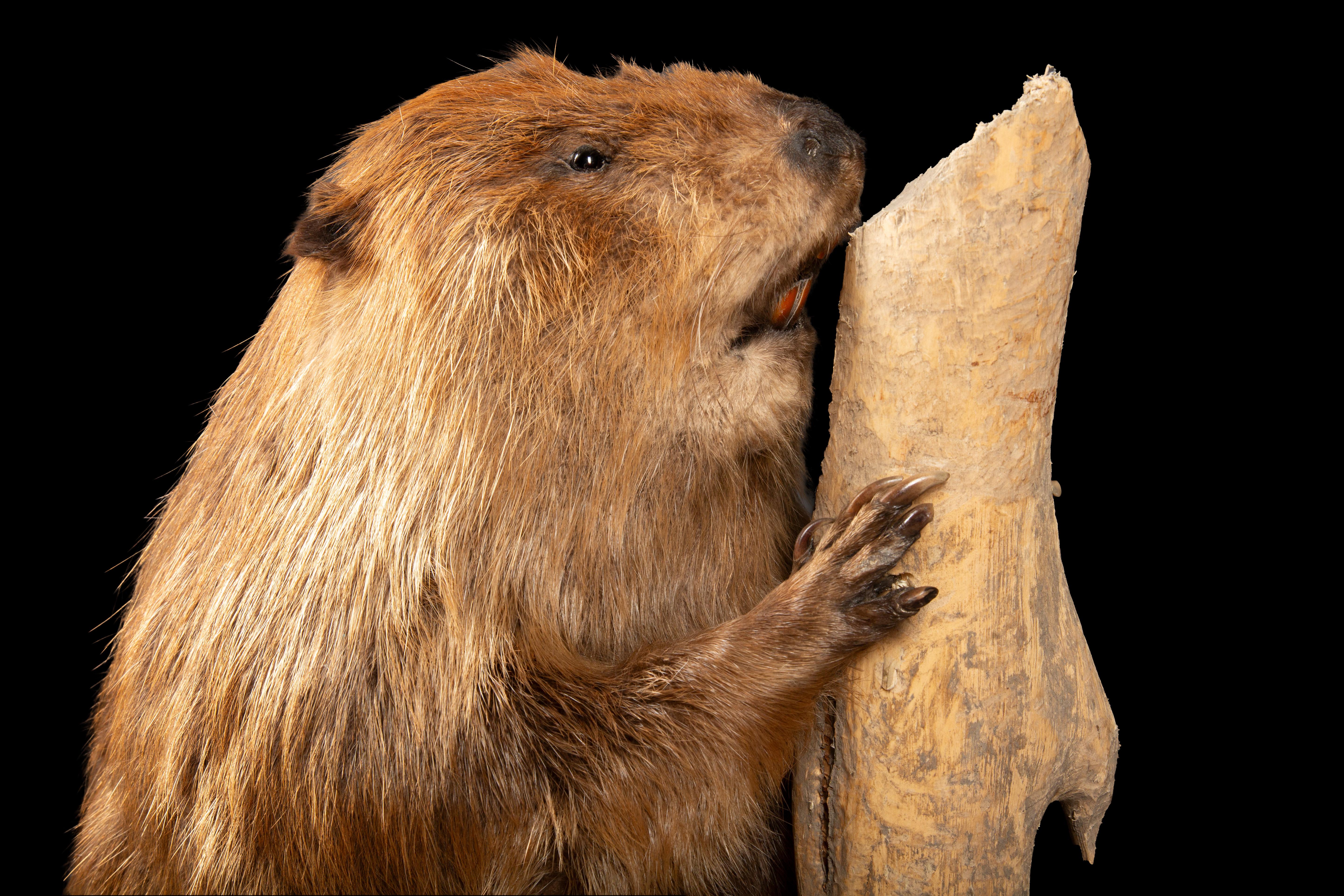 taxidermy beaver mounts