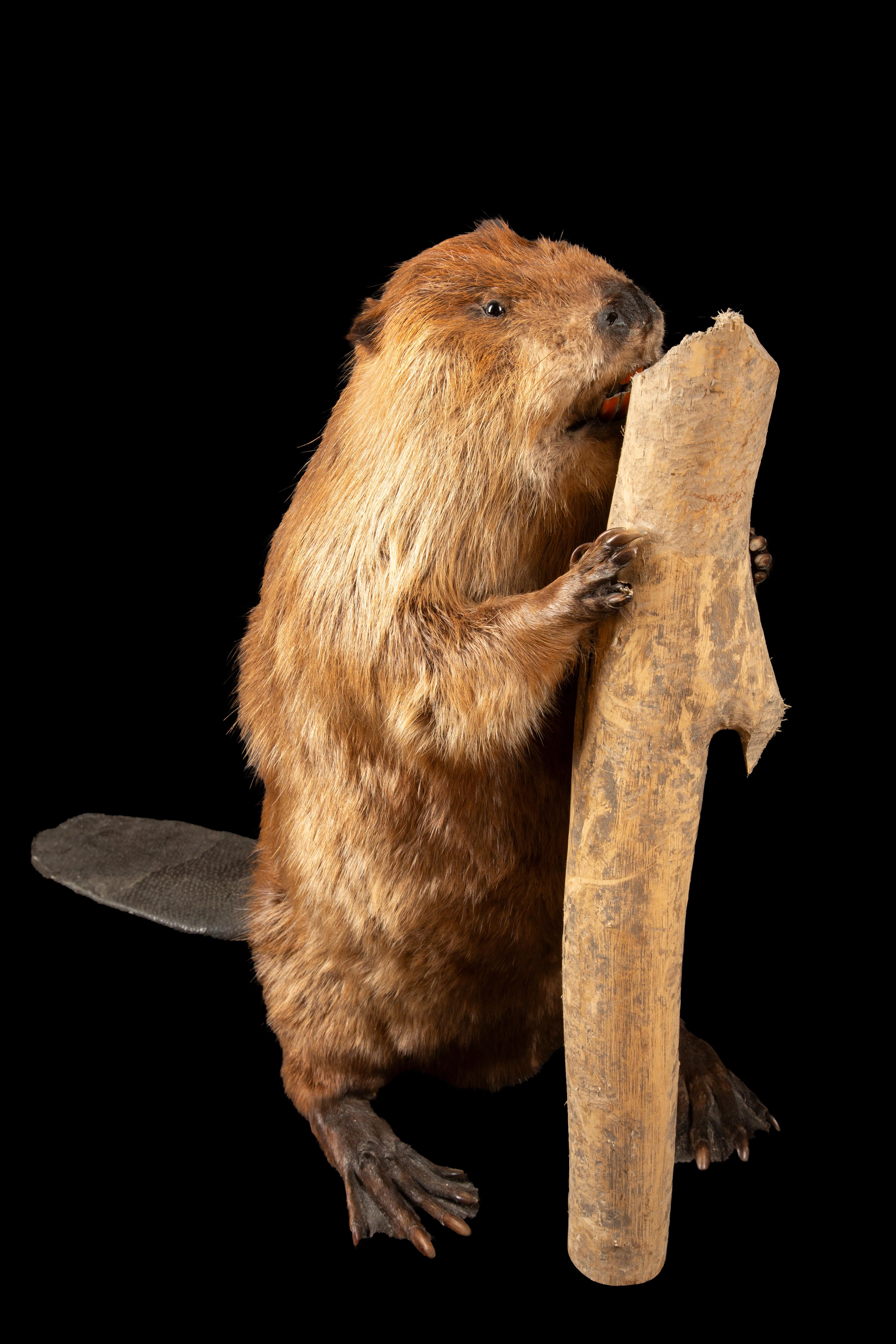 Victorian Artfully Preserved: Taxidermy North American Beaver in Natural Pose For Sale
