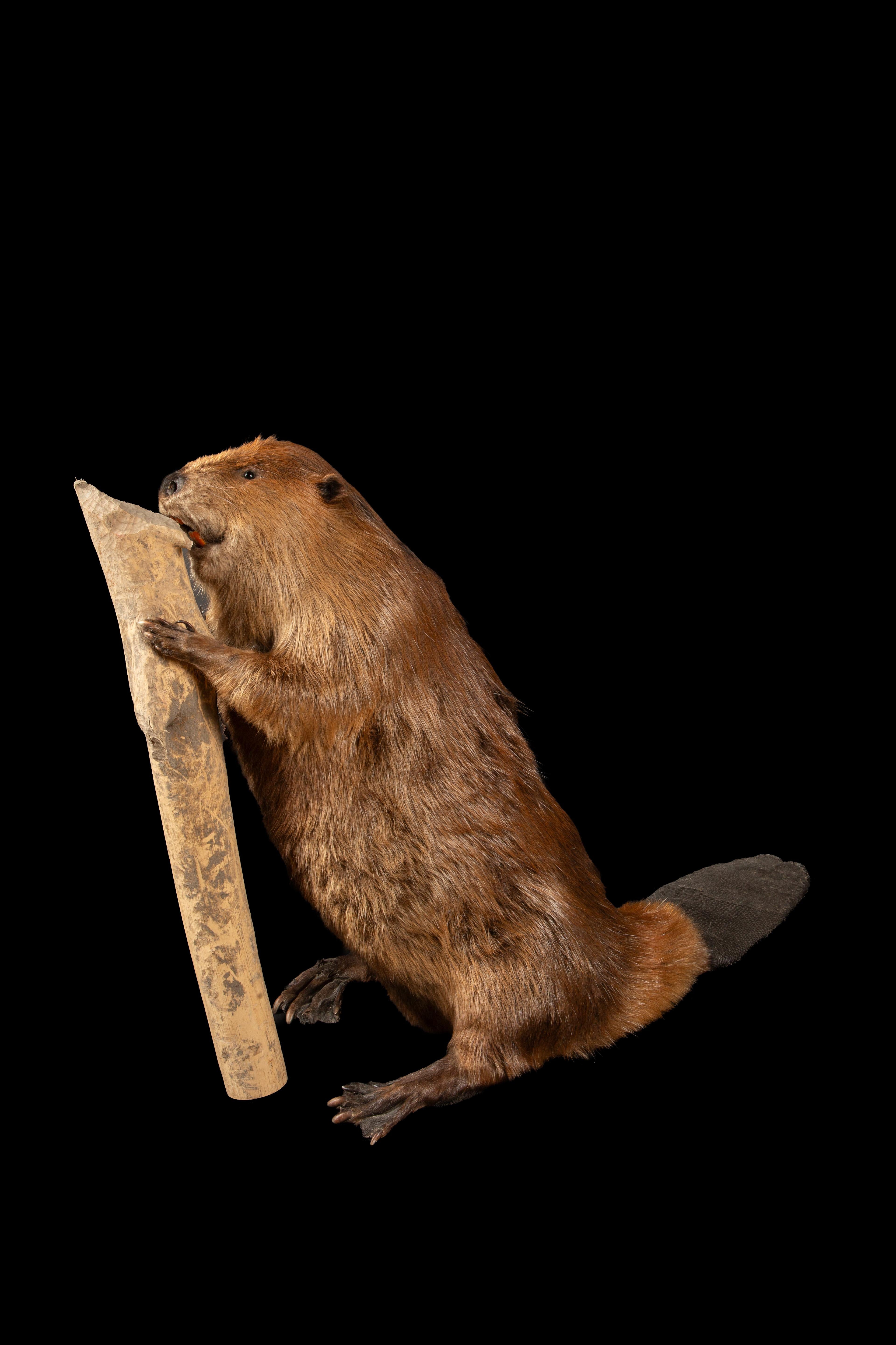 Artfully Preserved: Taxidermy North American Beaver in Natural Pose In Excellent Condition For Sale In New York, NY