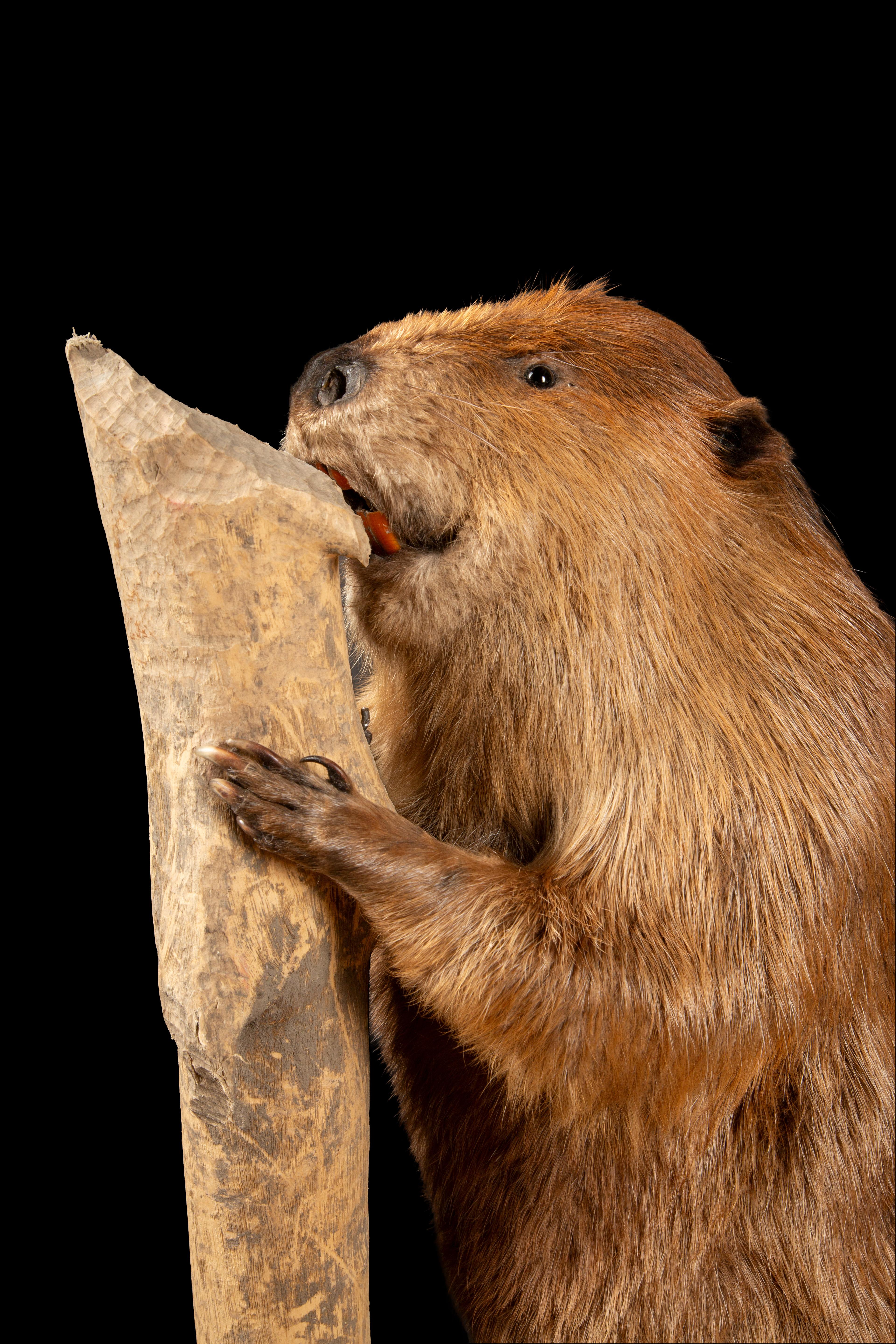 Contemporary Artfully Preserved: Taxidermy North American Beaver in Natural Pose For Sale