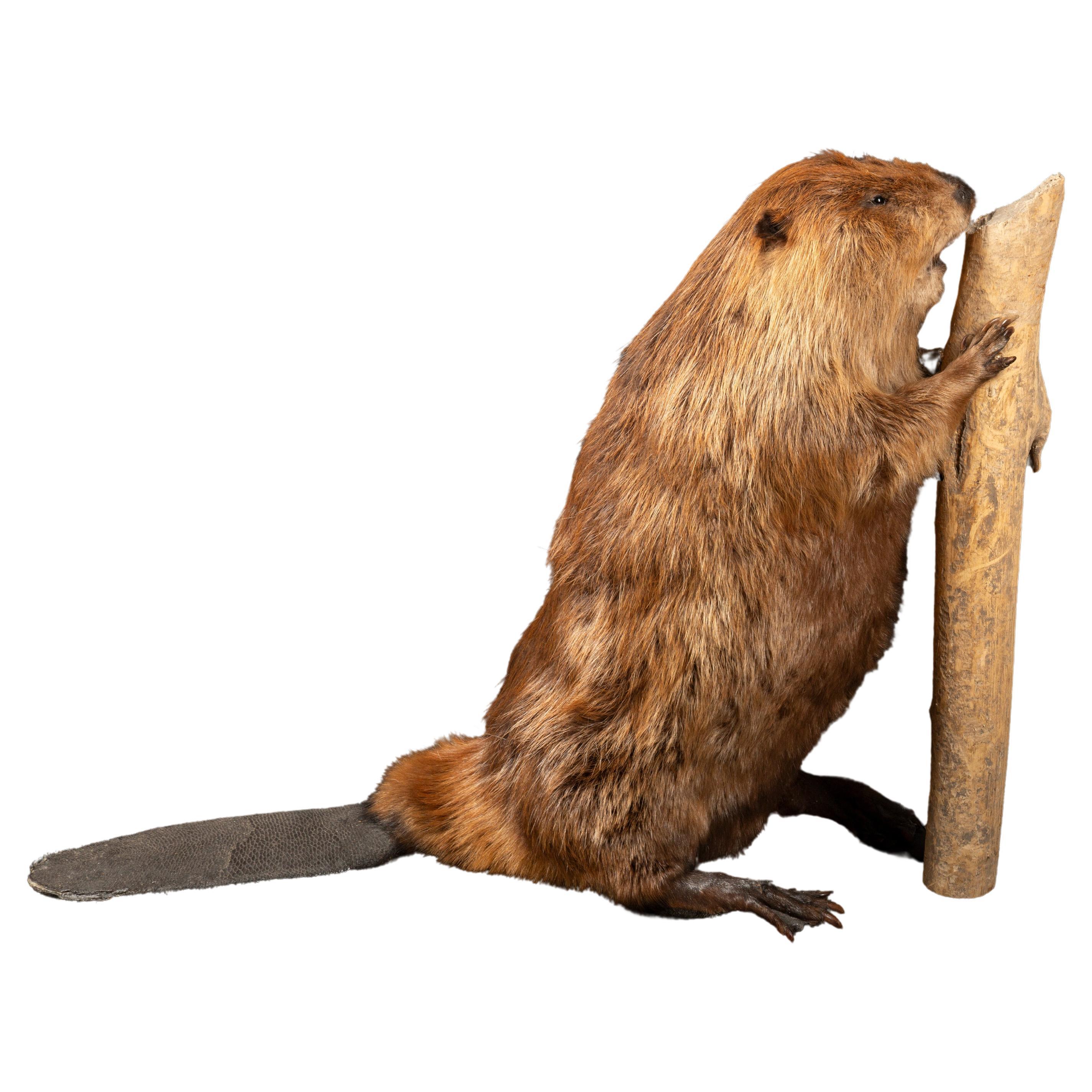 Artfully Preserved: Taxidermy North American Beaver in Natural Pose For Sale