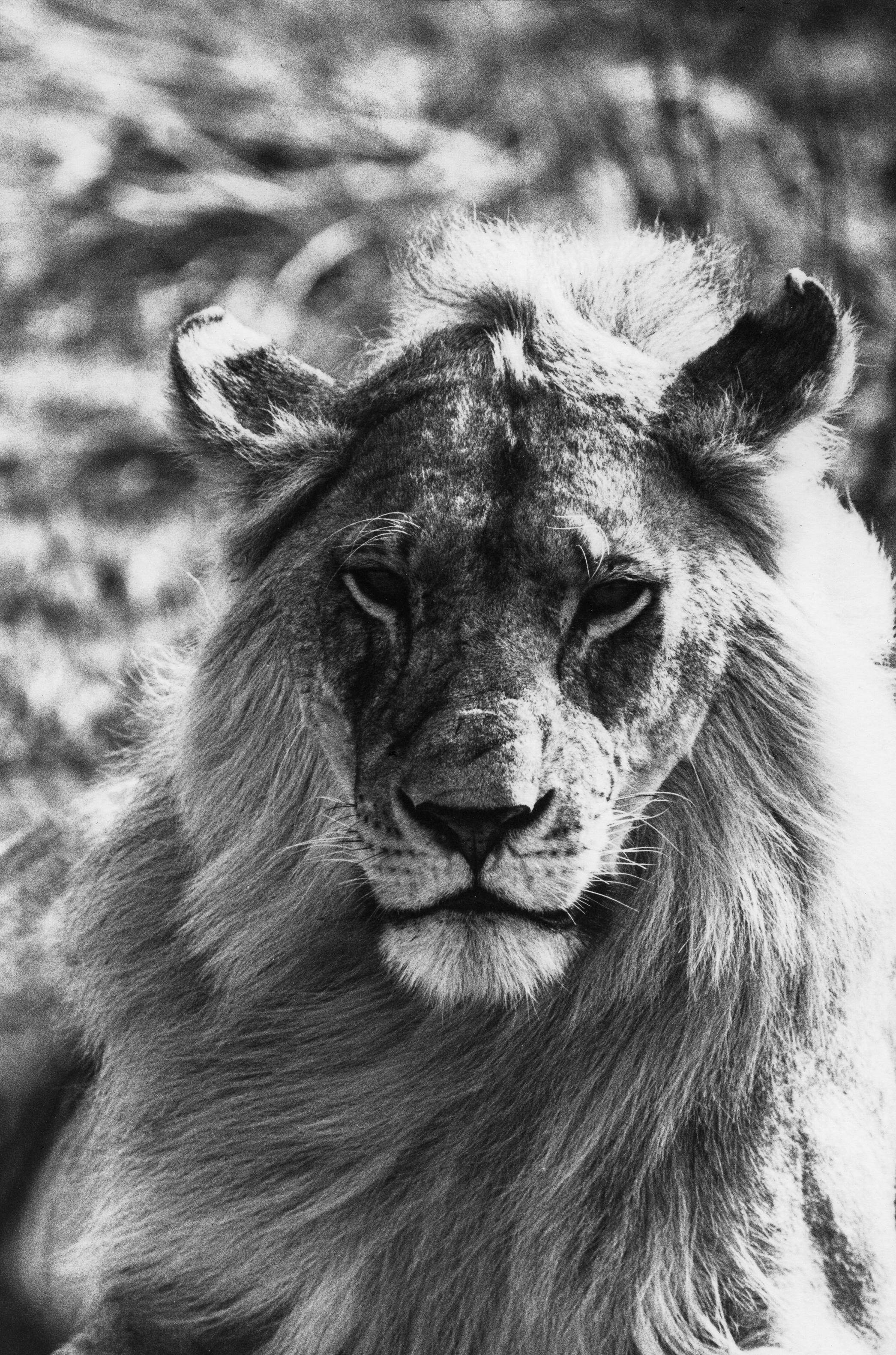 Arthur Elgort Black and White Photograph - Lion in Africa