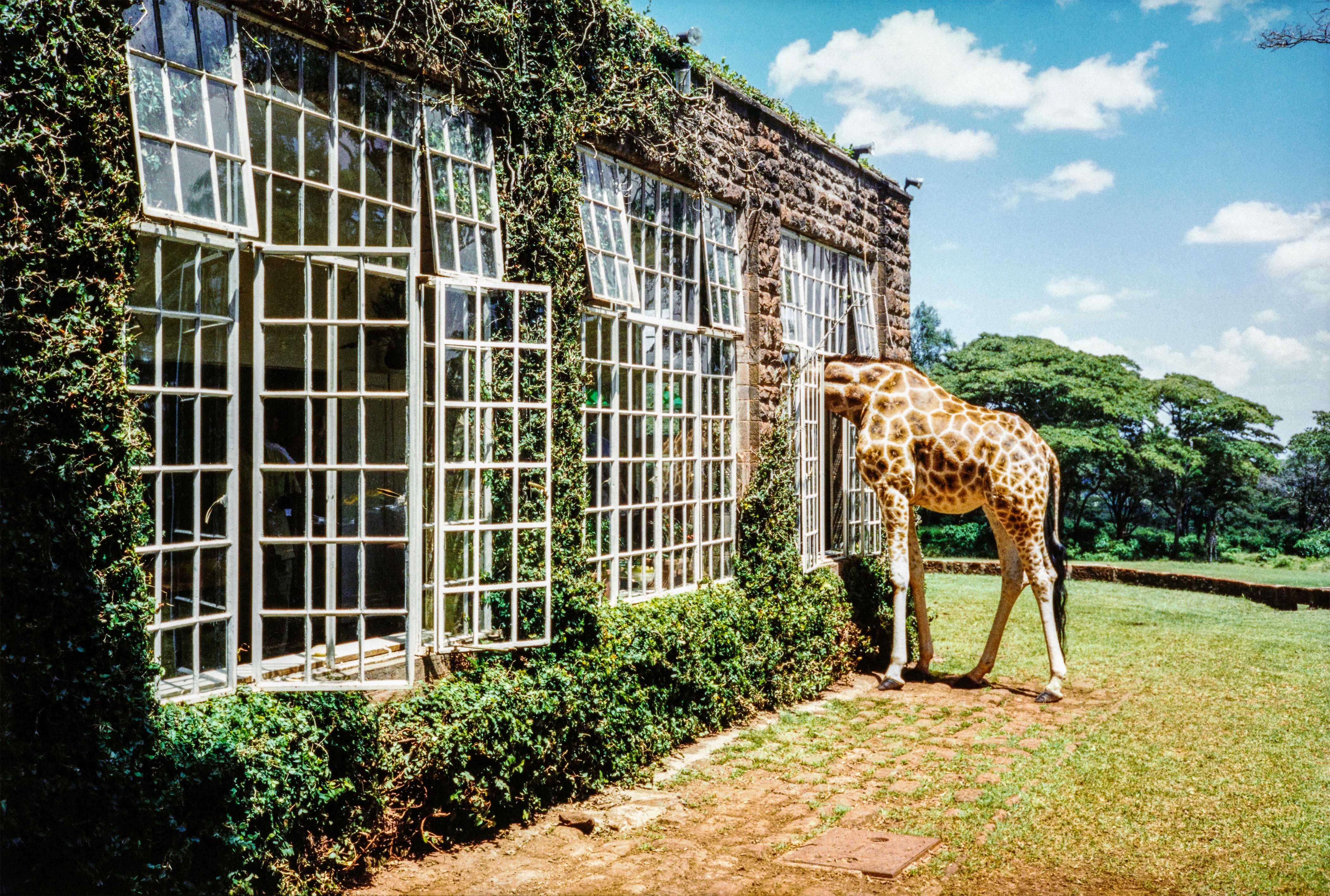 Arthur Elgort Color Photograph - Rubber Necking, Kenya, Vogue