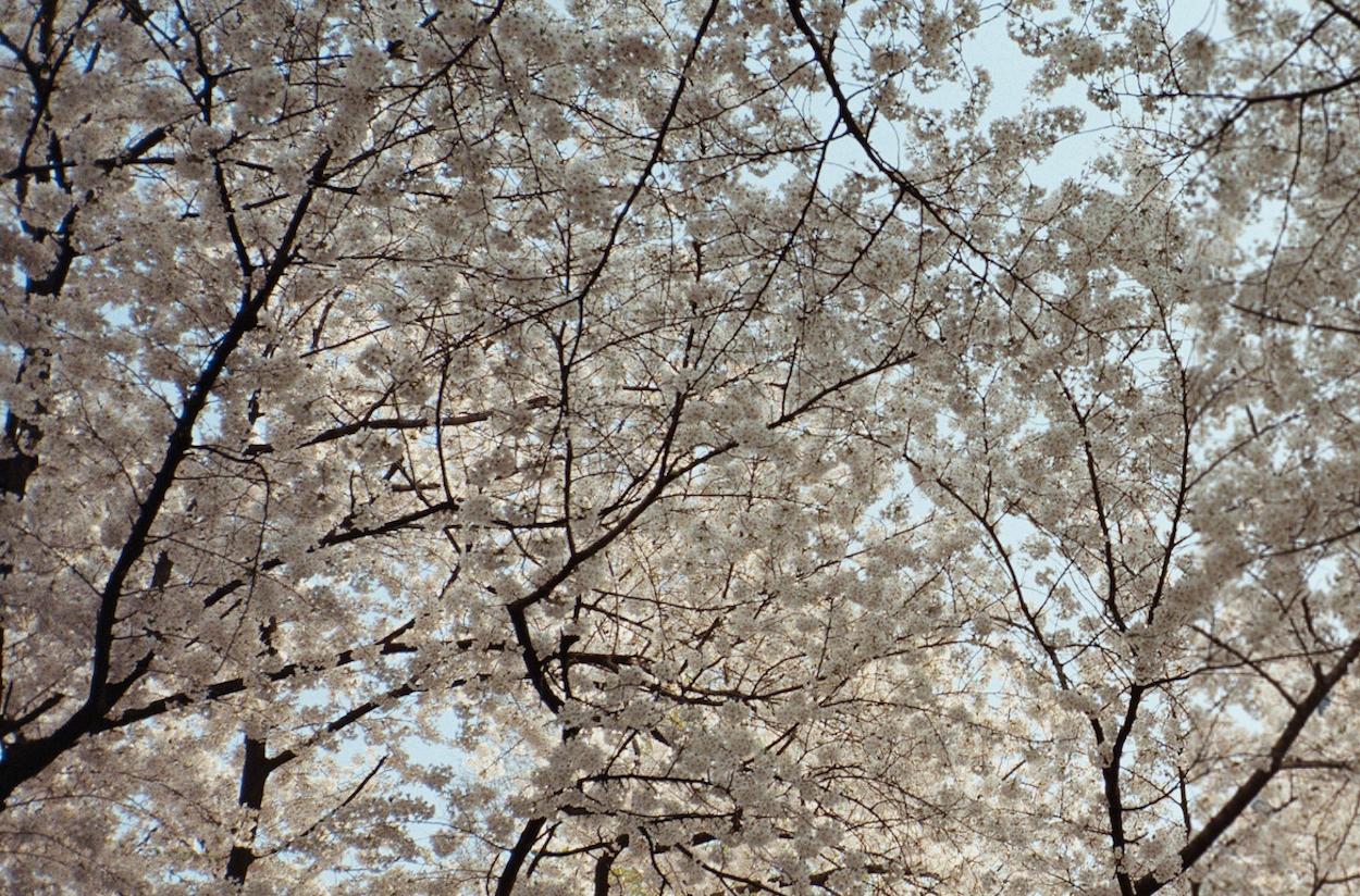Cherry Blossoms 2 / 벚꽃 2 - Photograph by Arthur Hauser