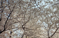 Cherry Blossoms 2 / 벚꽃 2