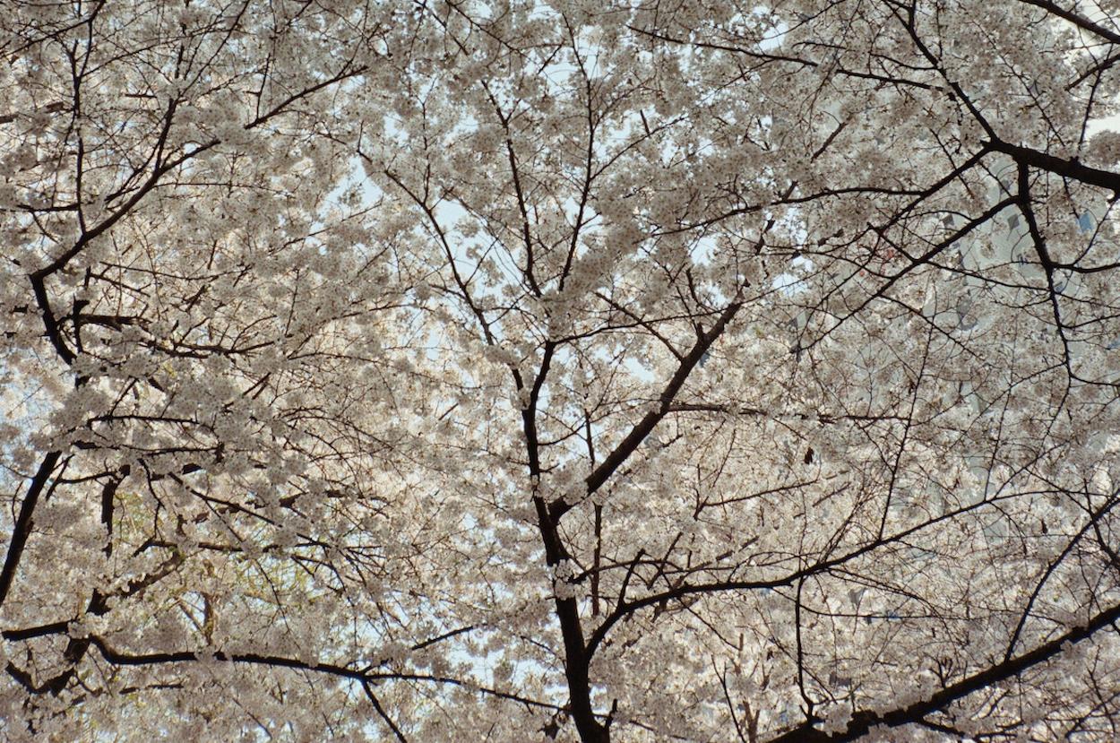 Cherry Blossoms 2 / 벚꽃 2 - Other Art Style Photograph by Arthur Hauser
